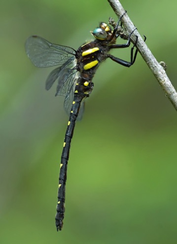 Male
7 May 2011  Rabun